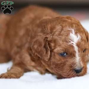 Bella, Cavapoo Puppy